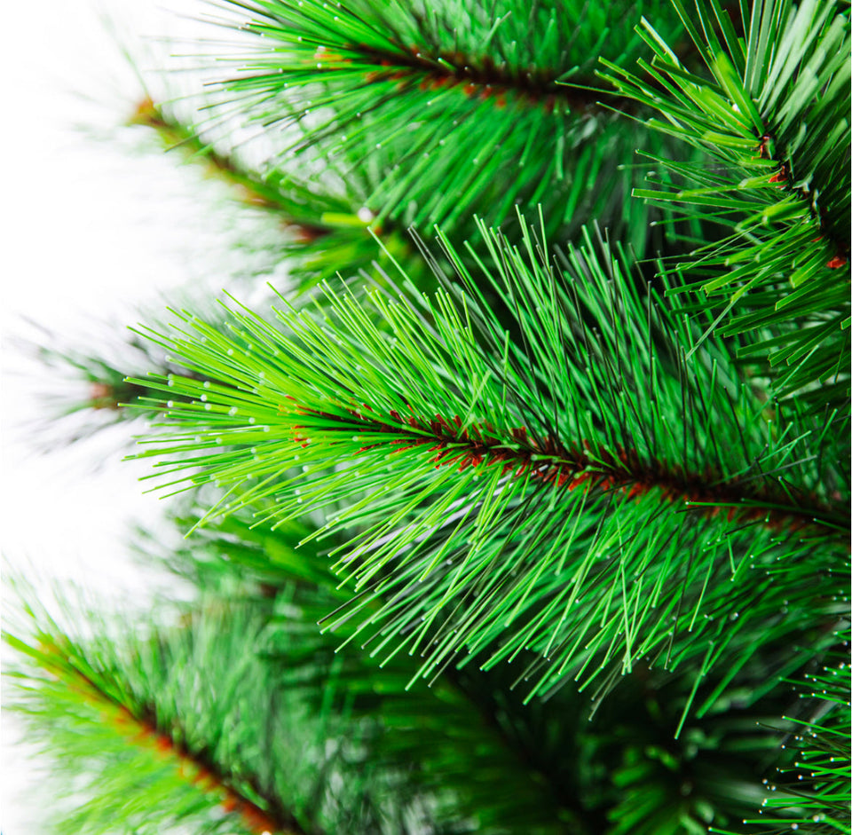 Evergreen Classics: 210cm Silvertip Fir Christmas Tree
